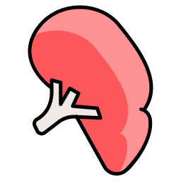 Spleen icon