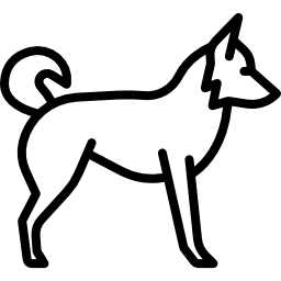 border collie icon