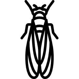 cicade icoon