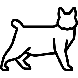 Pixie Bob Cat icon