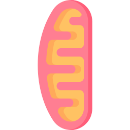 mitochondries Icône