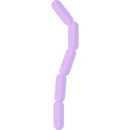 streptobacillus moniliformis icoon