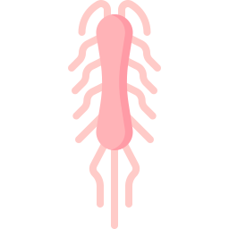 salmonella typhi Icône