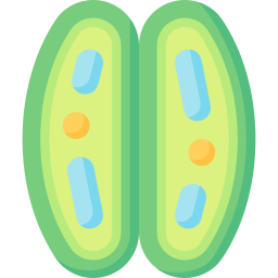 孔辺細胞 icon