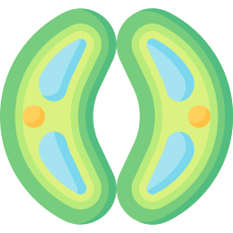 Guard cell icon