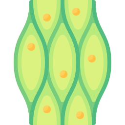 célula vegetal icono