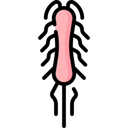 腸チフス菌 icon