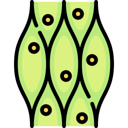 cellula vegetale icona