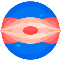 Muscle cell icon