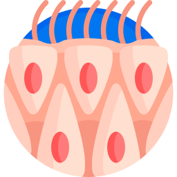 célula epitelial icono