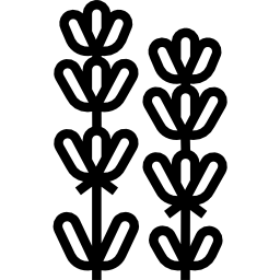 ラベンダー icon