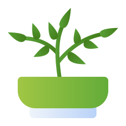 plante de jade Icône
