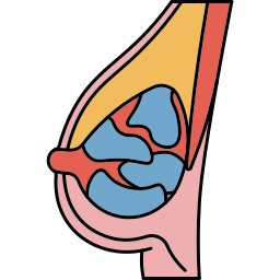 乳腺 icon