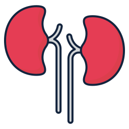 Kidney icon