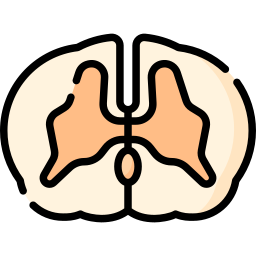 médula espinal icono