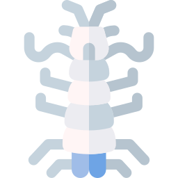 mantis marina icono