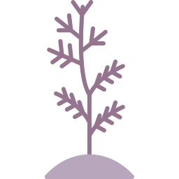 Plant tree icon