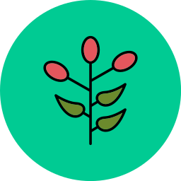 Barberry icon