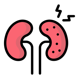 Kidneys icon