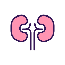 Kidneys icon