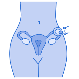 Female organs icon