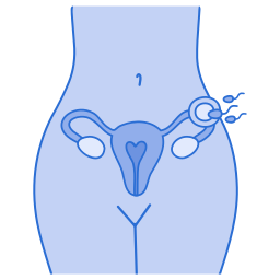Órganos femeninos icono