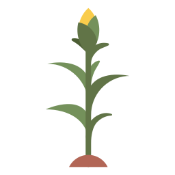 Corn icon