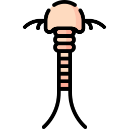 Horseshoe shrimp icon