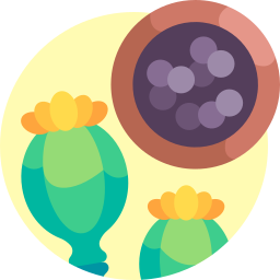 Poppy seeds icon