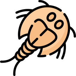 Креветки-головастики иконка