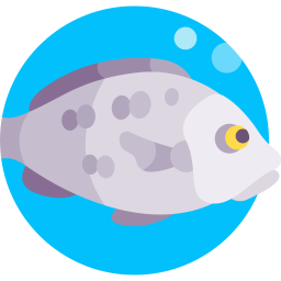 barramundi ikona