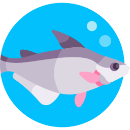 Pangasius icon