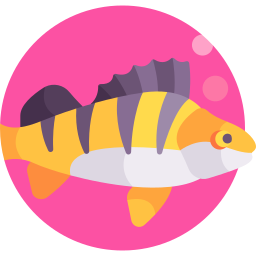 pesce persico giallo icona