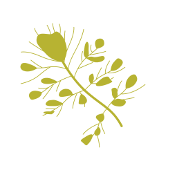 식충식물 icon