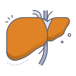 Liver icon