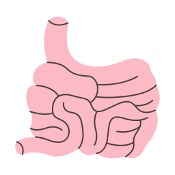 intestino delgado icono