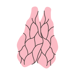 thymus Icône