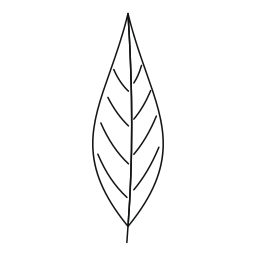 자작나무 잎 icon