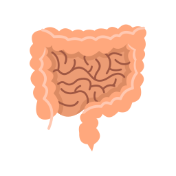 intestino Ícone