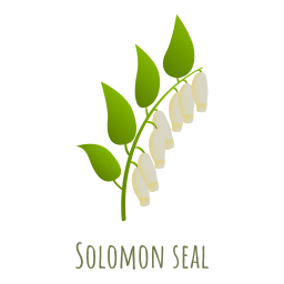 salomon ikona
