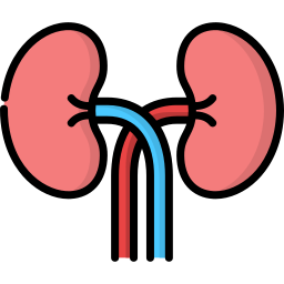 Kidneys icon