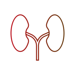 Kidneys icon