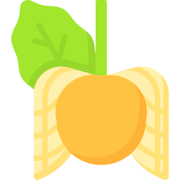 Cape gooseberry icon