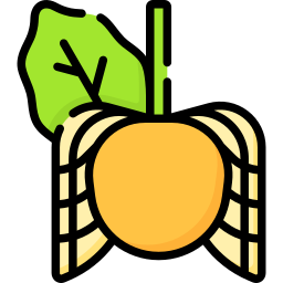 Cape gooseberry icon