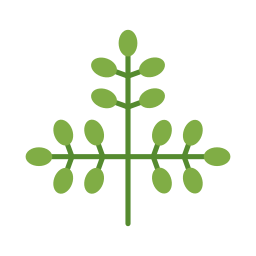 Moringa icon