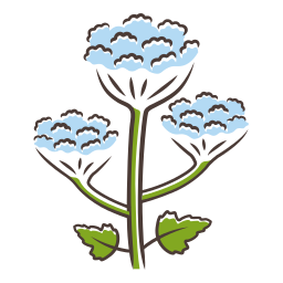 flor silvestre de hogweed Ícone