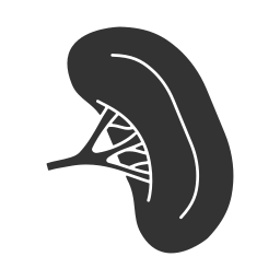 Селезенка иконка