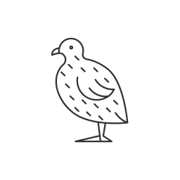 Domestic bird icon