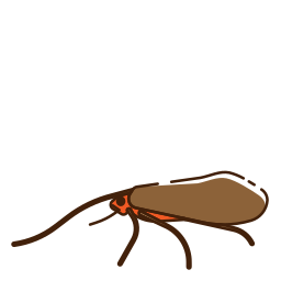 trichoptera ikona