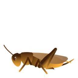 rhaphidophoridae icoon